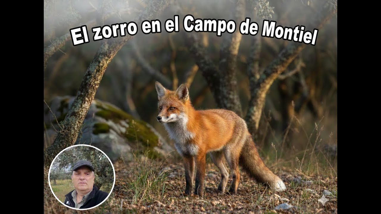 El zorro en el Campo de Montiel.