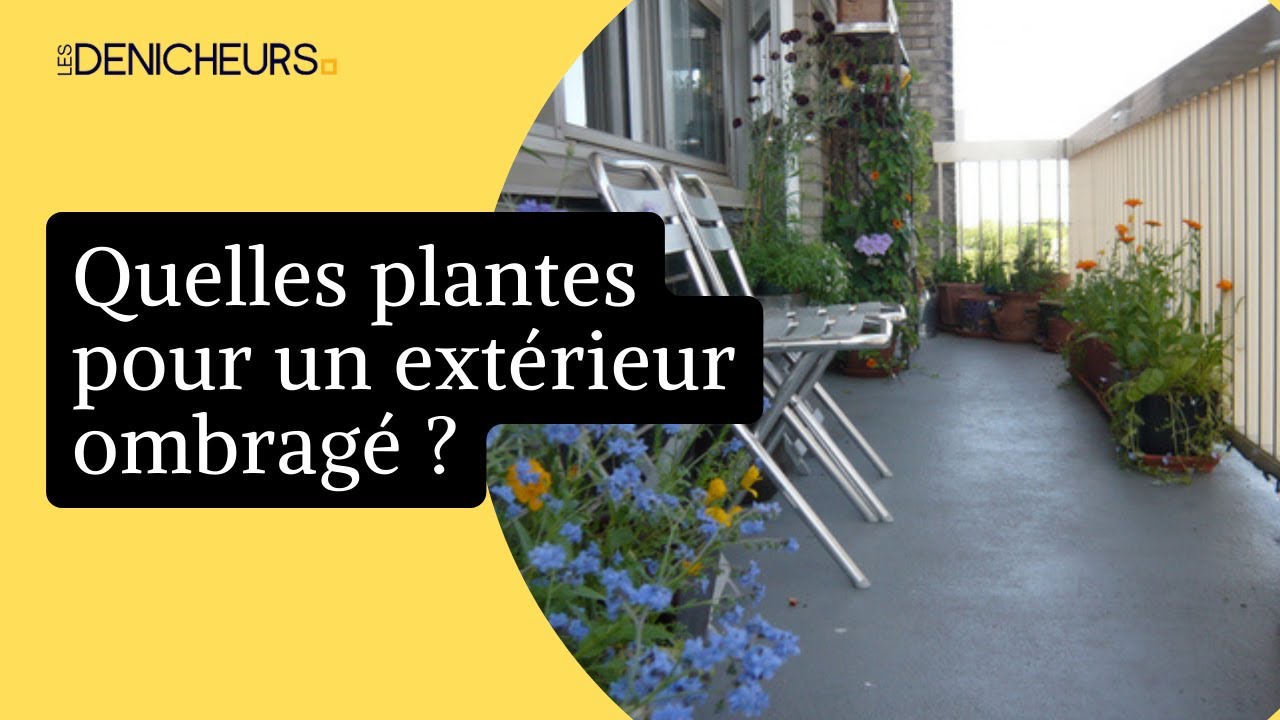 ☘️  Quelles plantes pour un balcon ou une terrasse non expos&eacute;e au soleil ?🌞