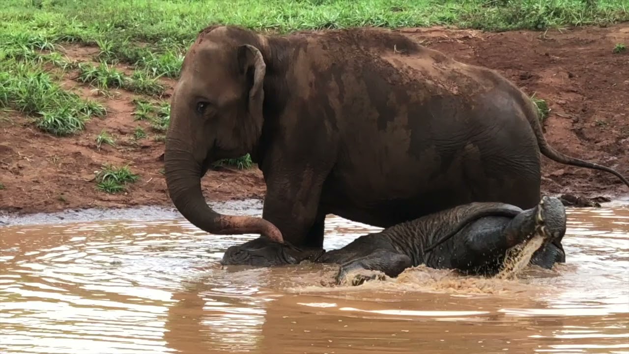 First steps to freedom for the lovely sanctuary ladies