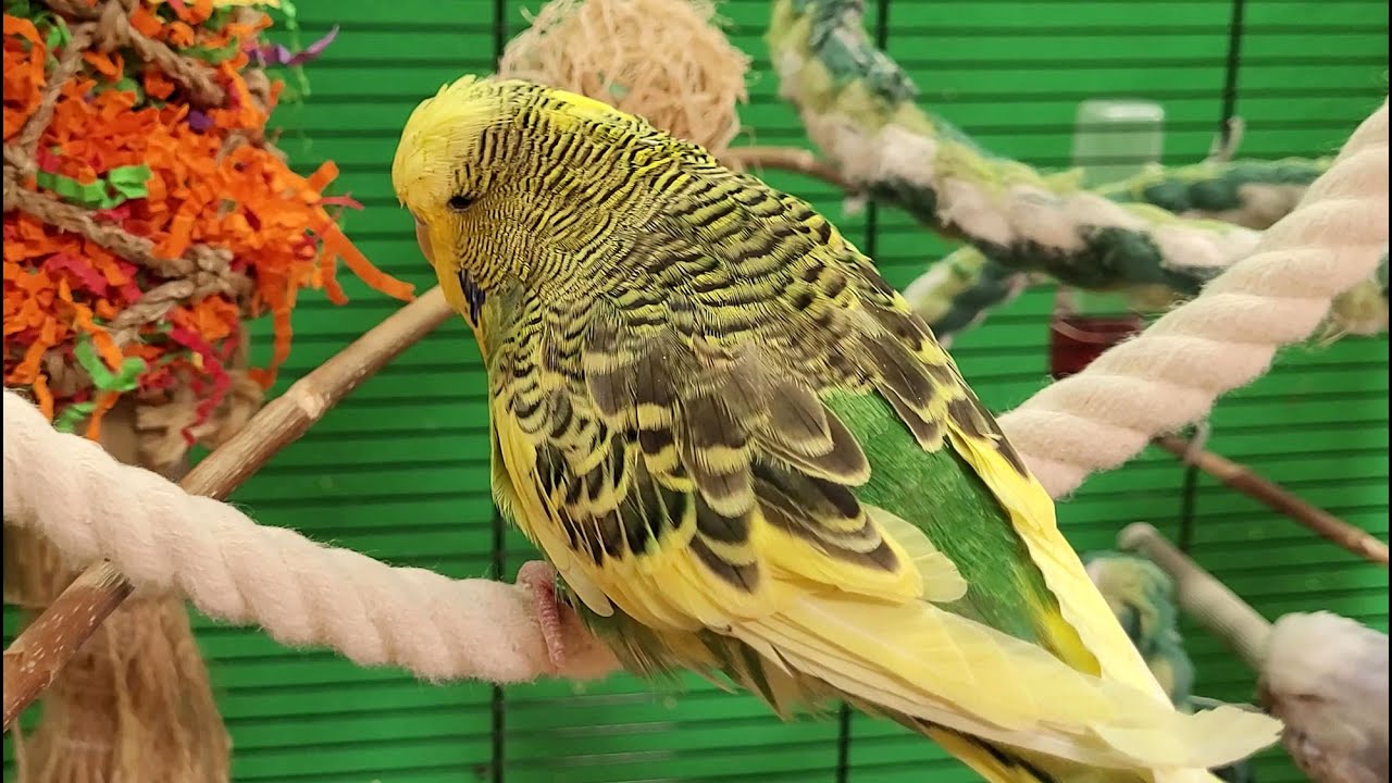 9 hours of budgie sounds