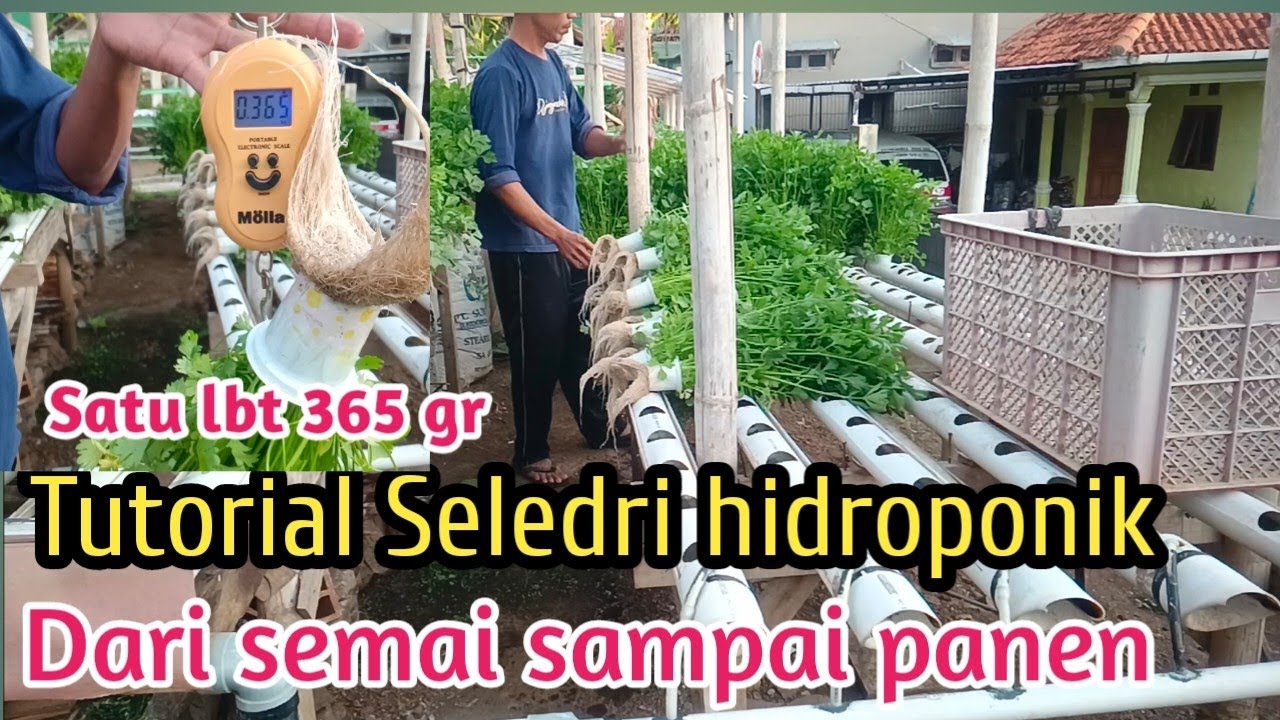 Tutorial seledri hidroponik dari semai sampai panen@ANUR_hidroponik