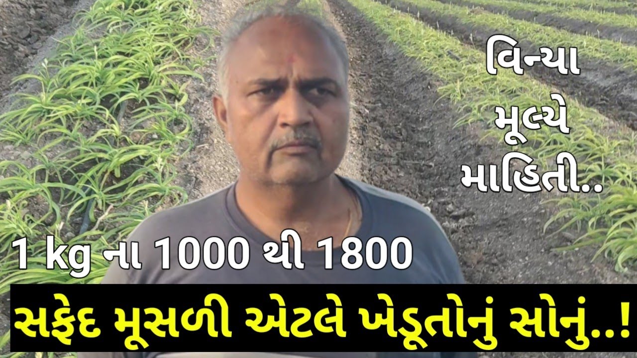સફેદ મૂસળી એટલે સફેદ સોનું....!safed musli farming सफेद मुसली की खेती