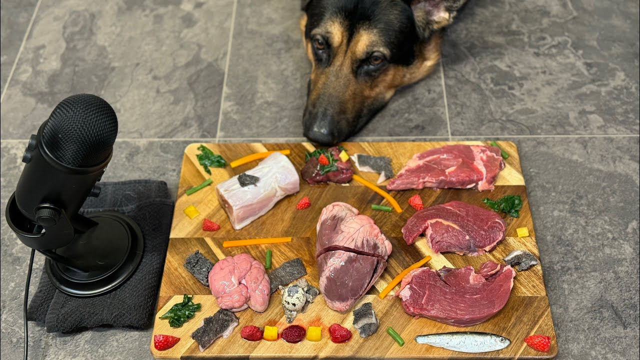 German Shepherd Eating His Steak Feast Full Version | ASMR
