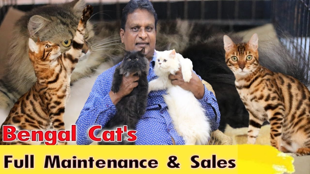 Bengal / Persian cat Full Maintenance and Sale in Tamil /பூனை முழு பராமரிப்பு மற்றும் விற்பனை