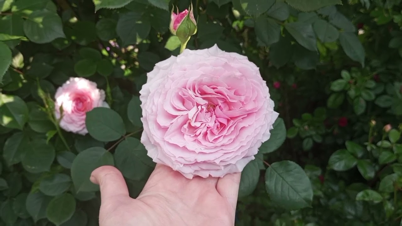 Ранкові троянди. ЗенгерхаузерЮбіляюмрозе #garden #flowers #rose