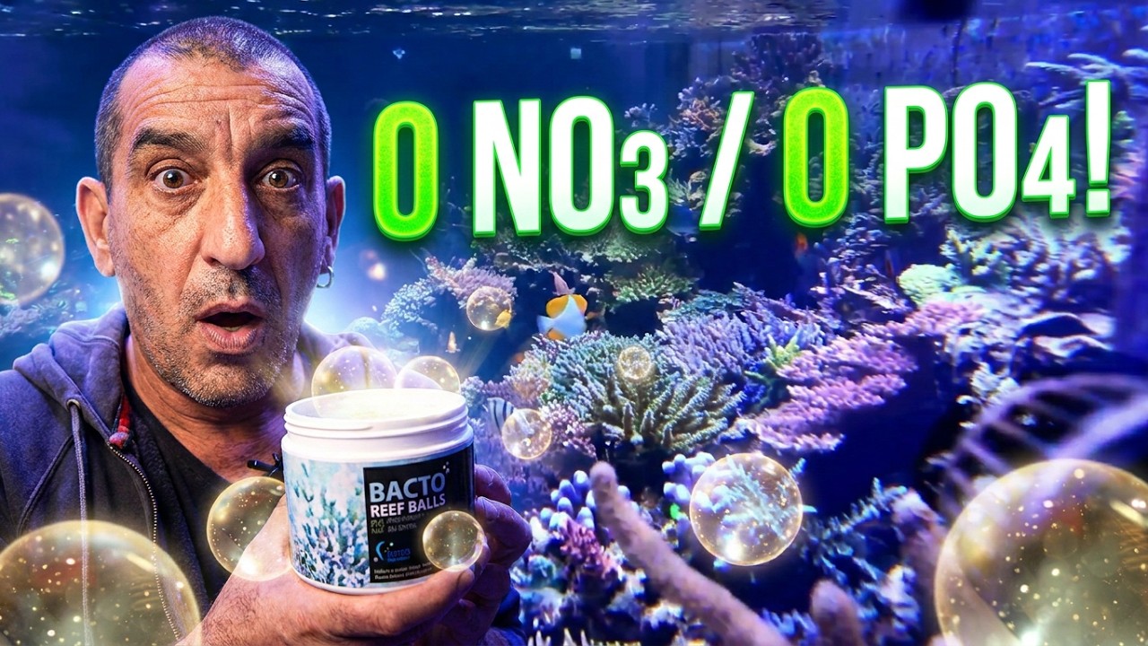 Le Pouvoir Caché des BACTO BALLS : Eau Limpide Sans Effort !