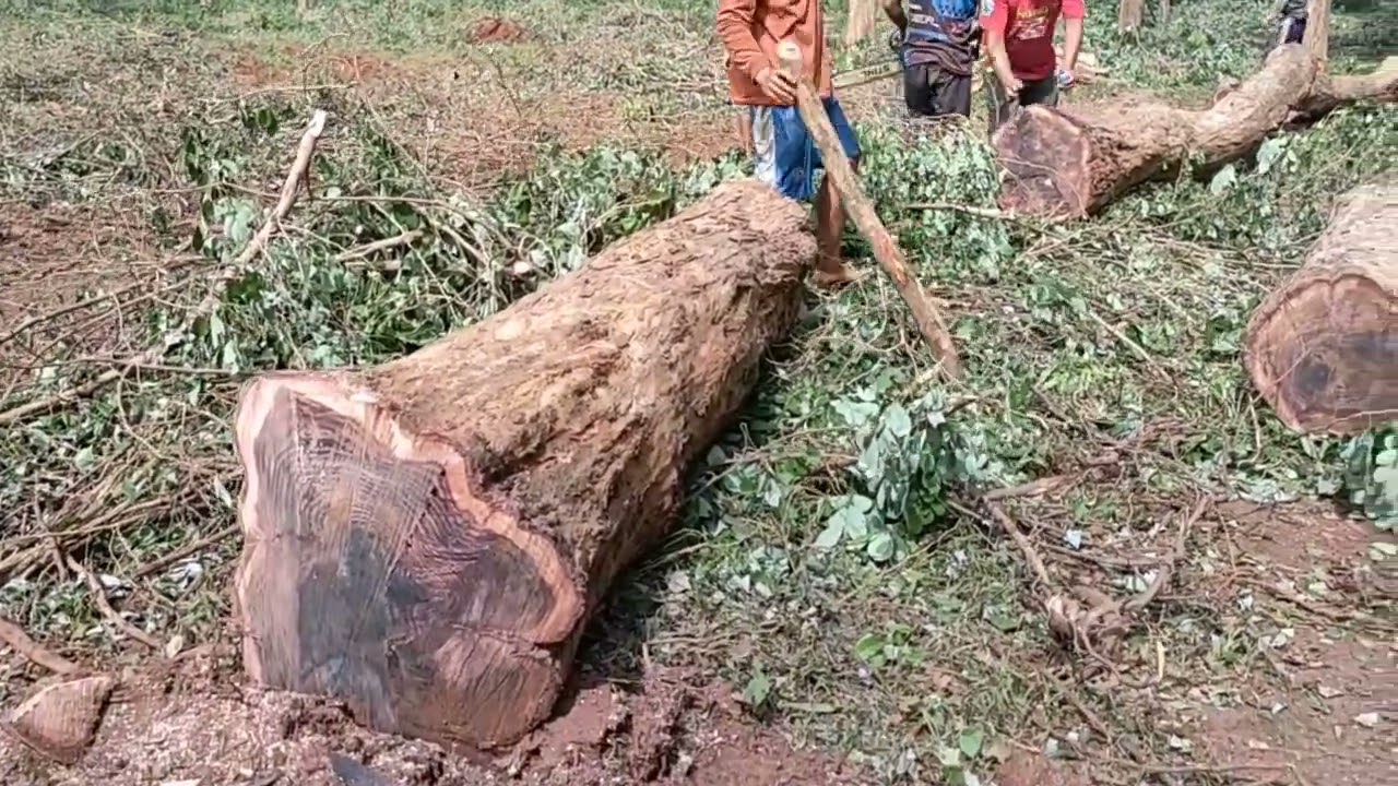 Cutting Sonokeling / Rosewood trees with chainsaw sthil  ( Sustainable Forest)