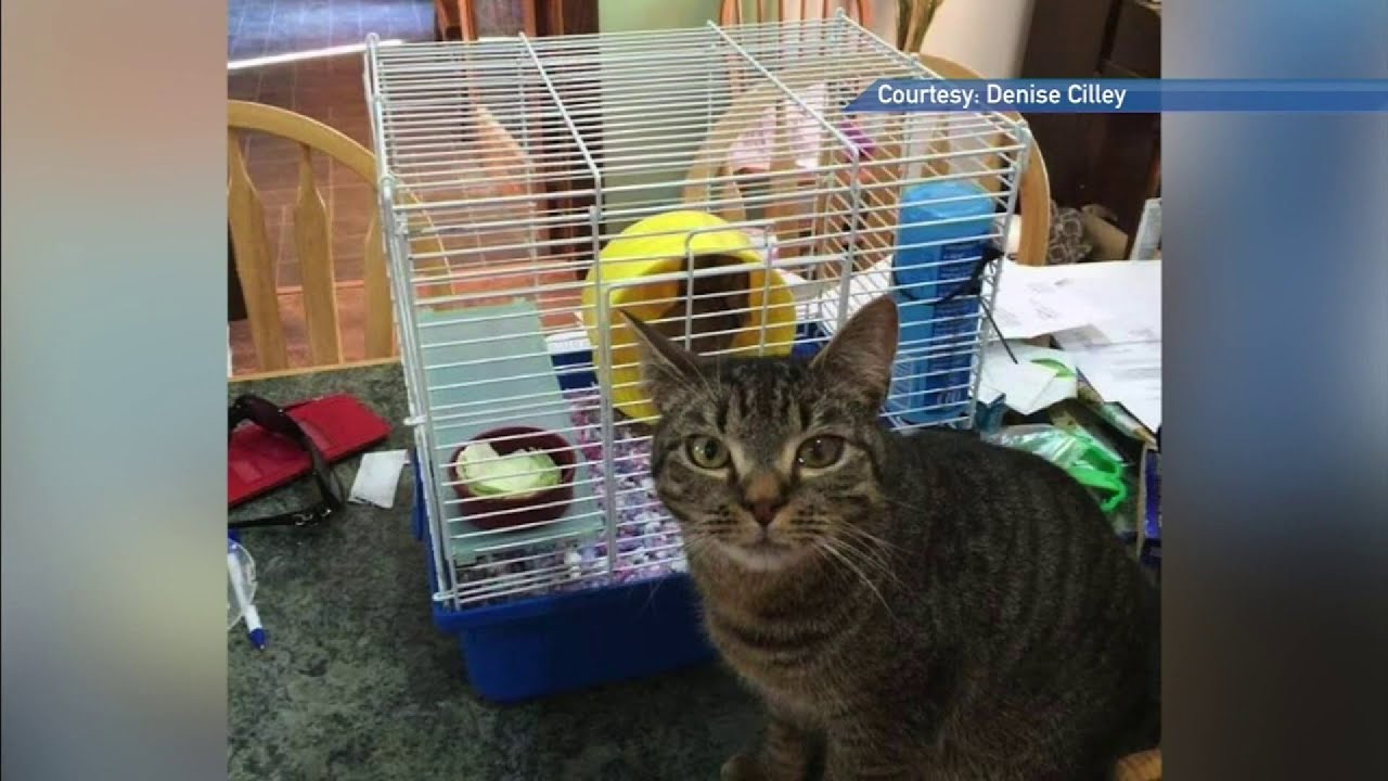 Cat that disappeared from Maine turns up in Florida