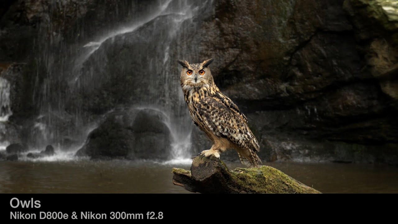 Relaxing footage of owls, raptors and other birds of prey on location in Northumberland, UK