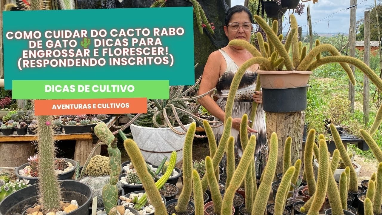 Como Cuidar do Cacto Rabo de Gato 🌵 Dicas para Engrossar e Florescer! (Respondendo inscritos)