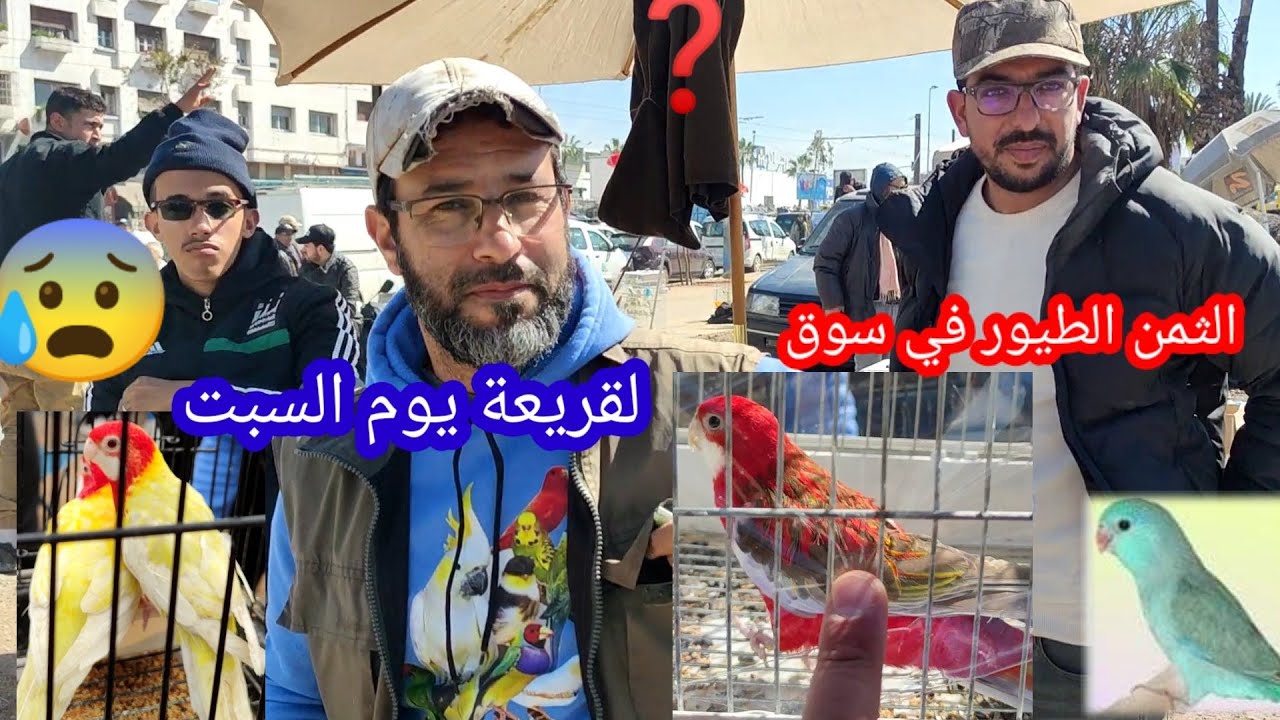 الثمن الطيور 🦜في سوق لقريعة يوم السبت😱اثمنة مناسبة (كروبيو ككاريكي الزبرة😰 الكنار😭 اثم🤫⁉️🦅🚯🚯