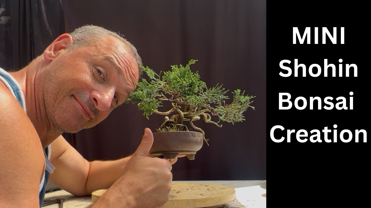 Stunning mini bonsai creation jin Shari and deadwood feature of Shimpaku juniper bonsai