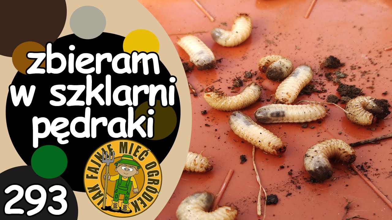 #293 Czy wszystkie pędraki w glebie to szkodniki? Kruszczyca złotawka - zbieram pędraki w szklarni!