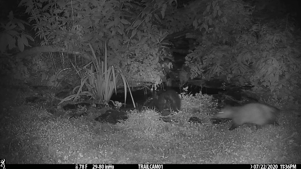Opossum pushes Skunk in Pond | 2020 Video Contest - Betsy Potter, New York