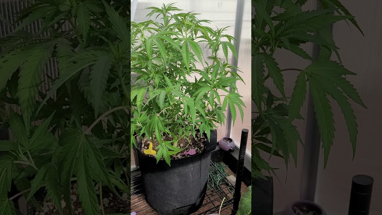 Az homegrown