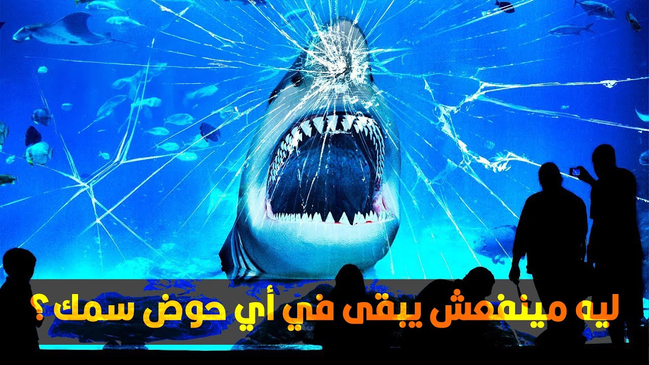 ليه مفيش أي حوض سمك في العالم فيه قرش أبيض؟