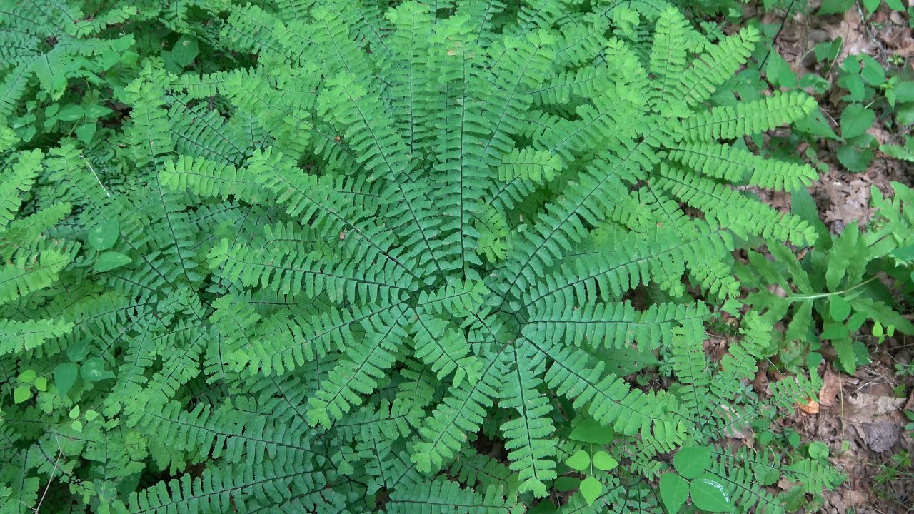 Maidenhair Ferns