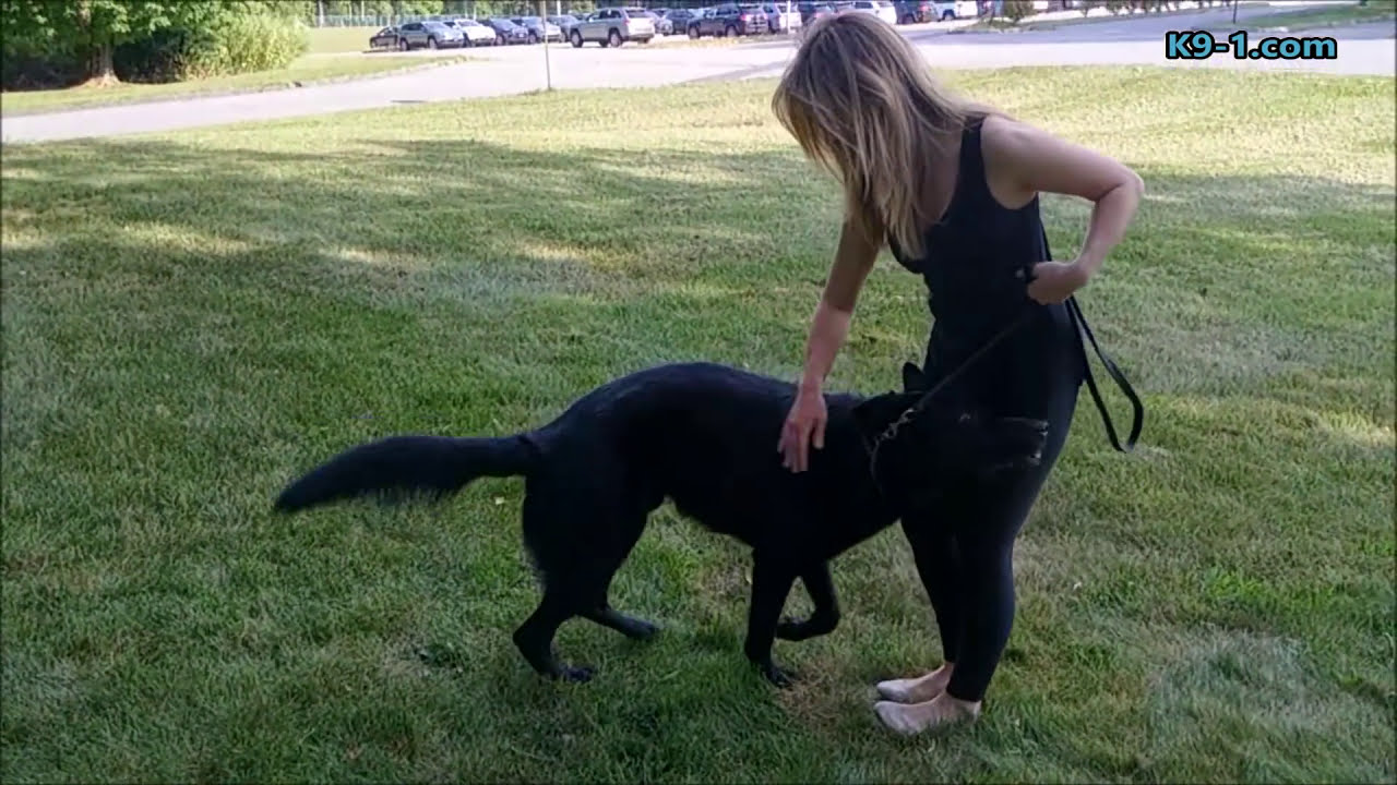 Leash Manners with a Prong Style Collar (K9-1.com)