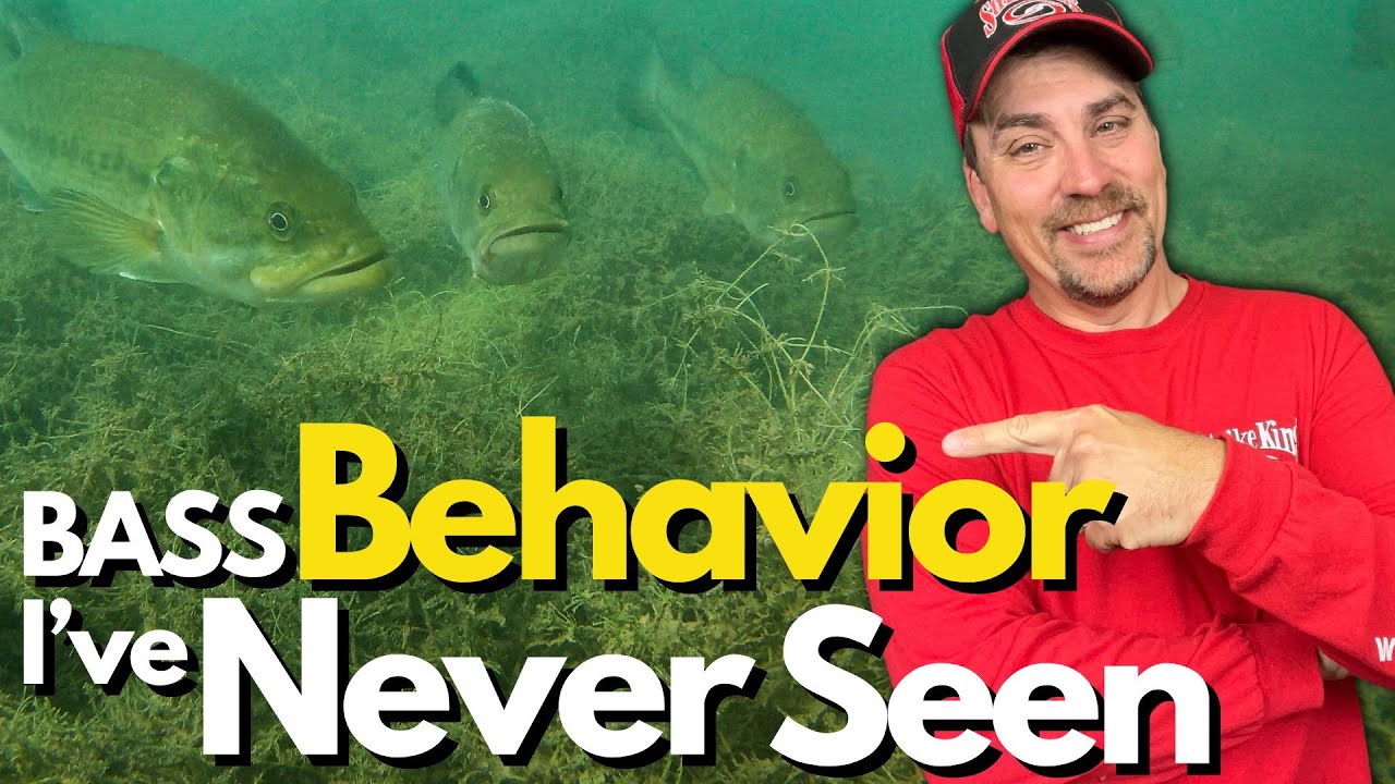 MUST WATCH Bass Behavior You Haven&rsquo;t Seen