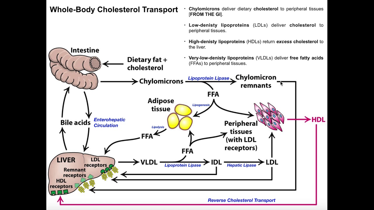 Whole-Body Cholesterol Transport [Part 1/2] | Chylomicrons & VLDL