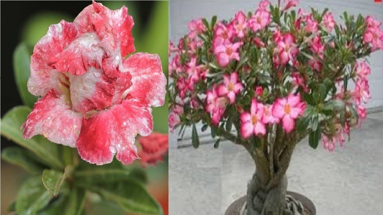 How To get more Flowers from Adenium ,  Grow & Flower Adenium easy ways.