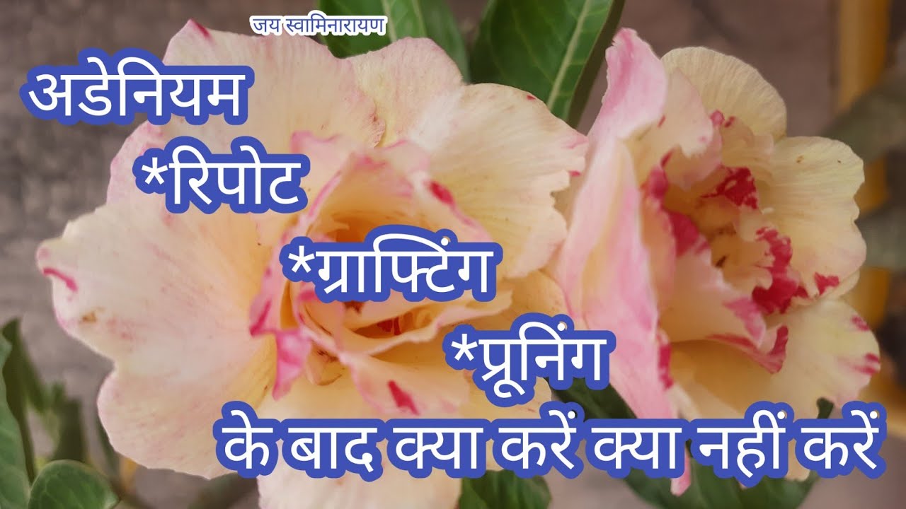 रिपोट ग्राफ्टिंग प्रूनिंग के बाद अडेनियम की देखभाल | Adenium Care After Repot Grafting And Pruning