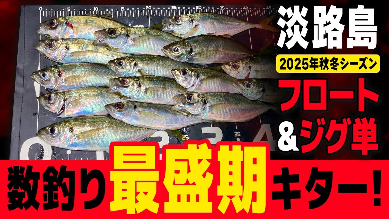 【アジング】秋のアジ祭り開催中!ジグ単&フロートリグ両方いけるで!【淡路島】