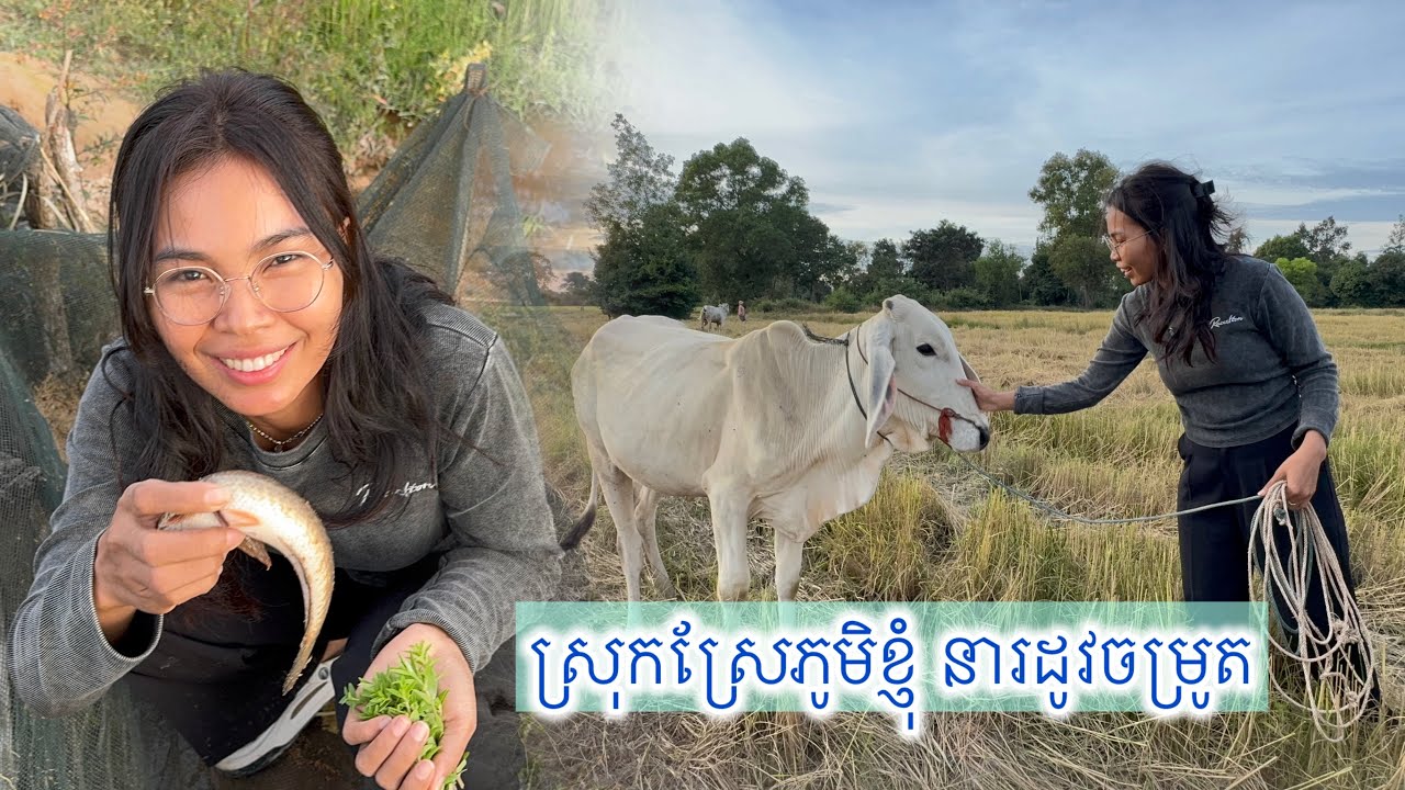 ចាប់​ត្រី​សម្លម្ជូរ​ម្ដង​មើល៍​ catching fish for sour soup 