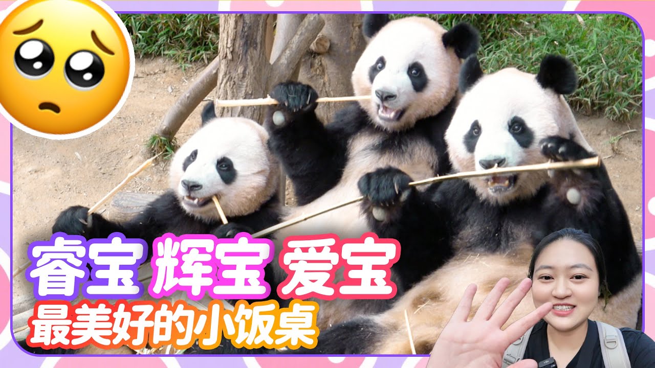 大熊猫睿宝辉宝独立前 和爱宝温暖的小饭桌美好的回忆 睿宝躺沙发花式打野 韩国爱宝乐园宝家族 日常vlog#大熊猫 #睿宝 #辉宝 #爱宝 #宋爷爷 #宝家族 #爱宝乐园 #熊猫Vlog