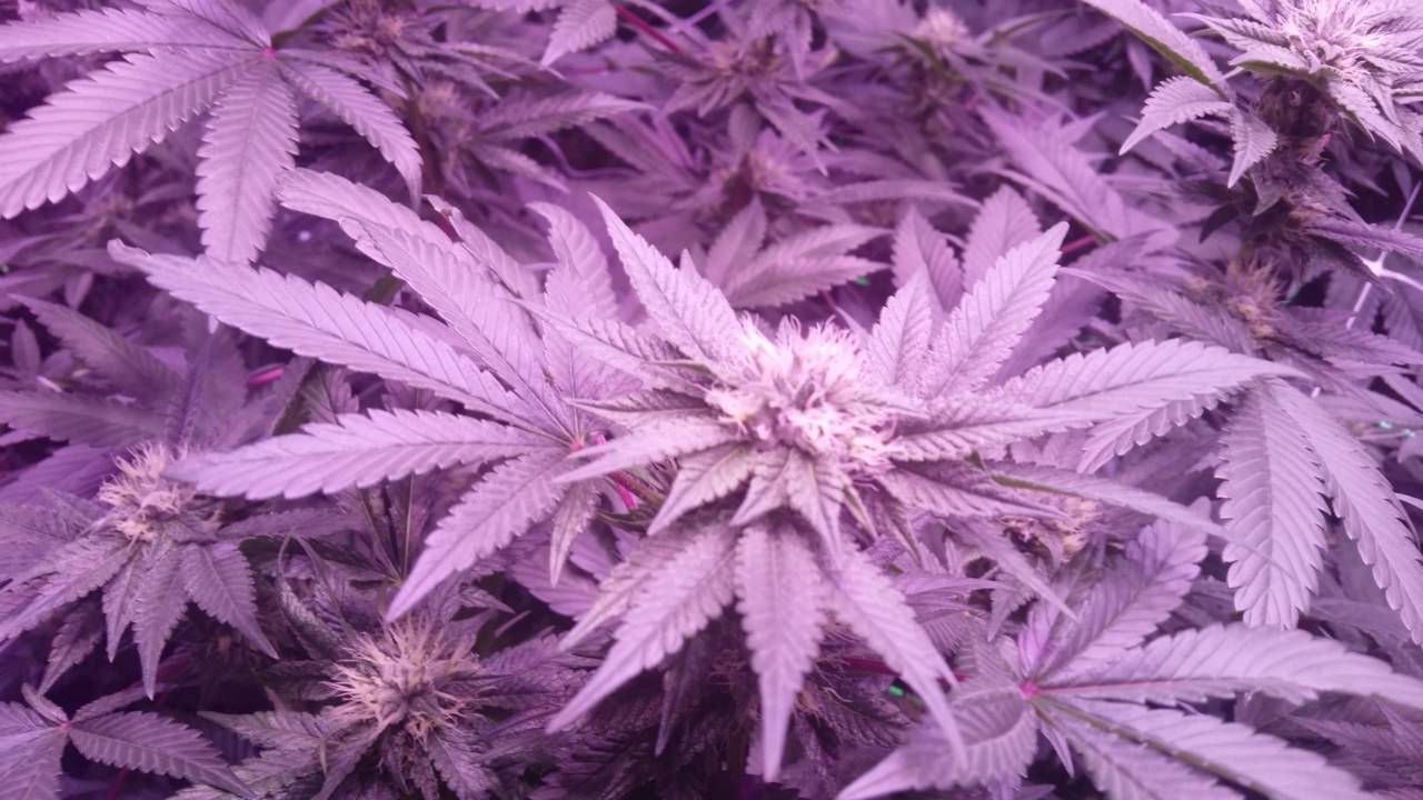 Day 24 9000 Watt LED Grow