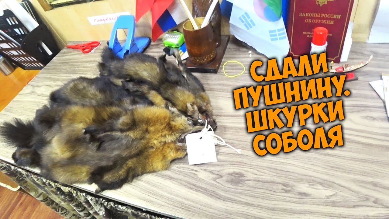 Сдали промысловую пушнину, шкурки соболя