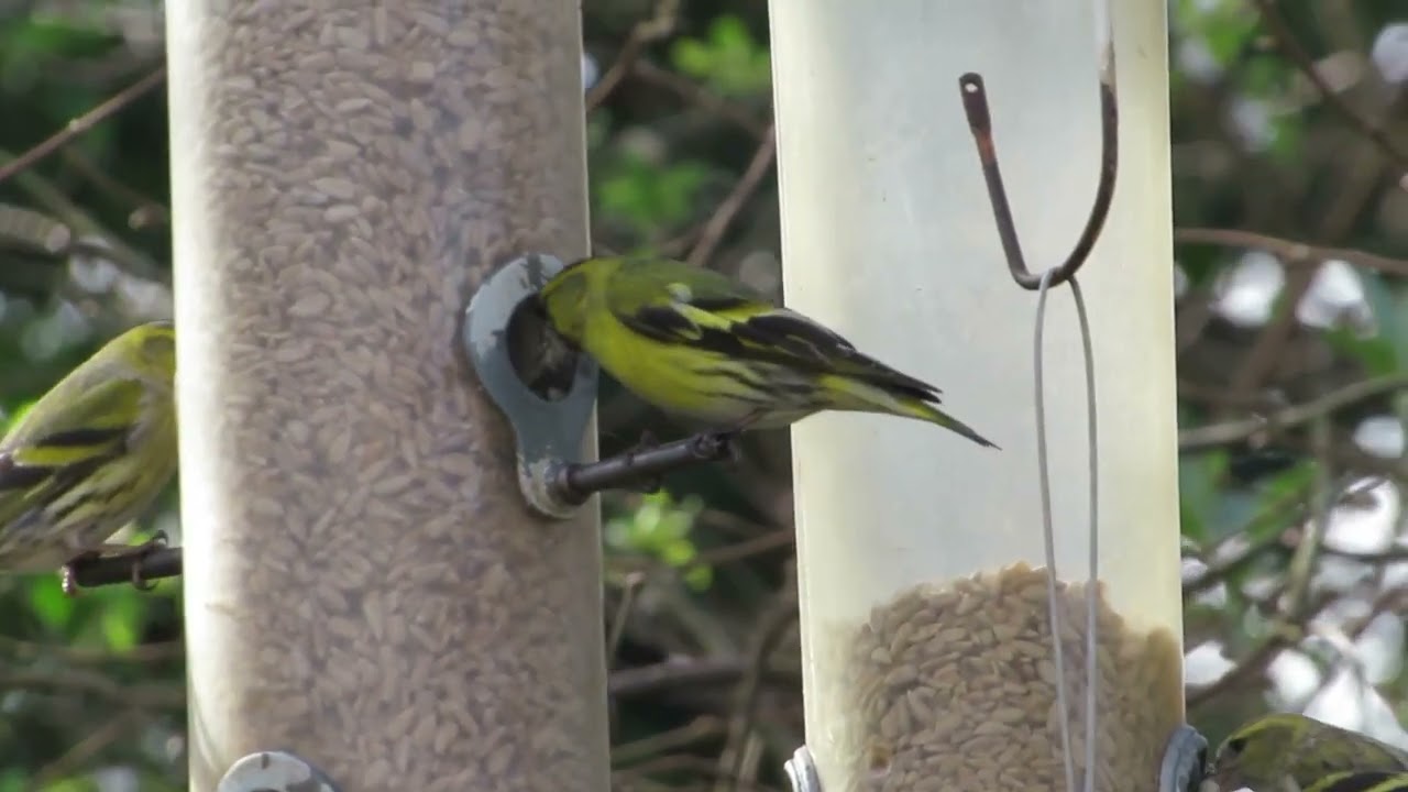Siskins on the garden feeders