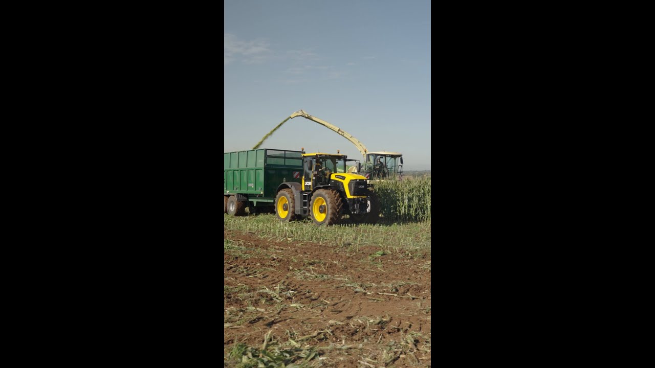 Żniwa ASMR z ciągnikiem JCB Fastrac 6000
