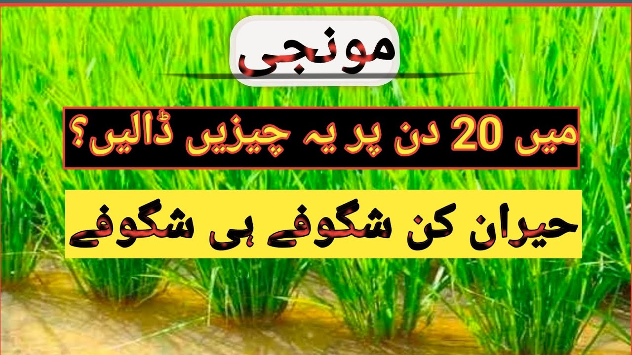 How to Increase production of Rice || مونجی میں شگوفے ہی شگوفے؟