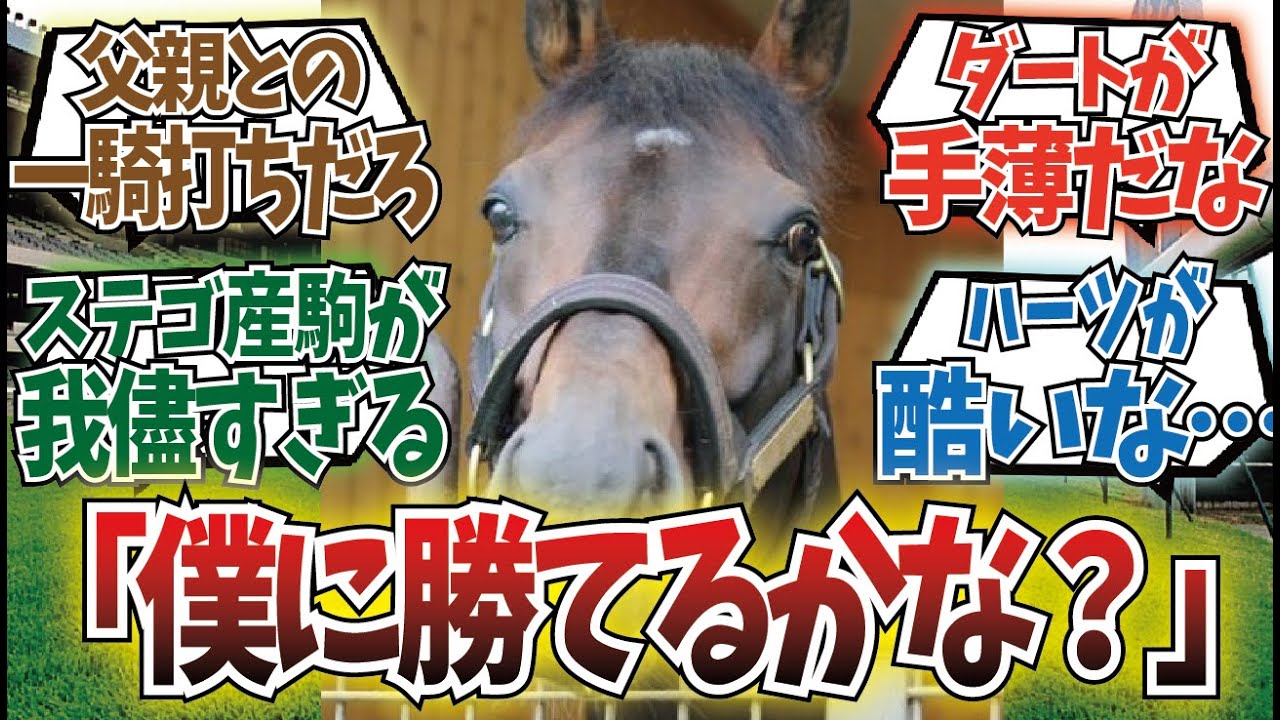 「種牡馬別チームレース対決をするプイ」に対するみんなの反応集