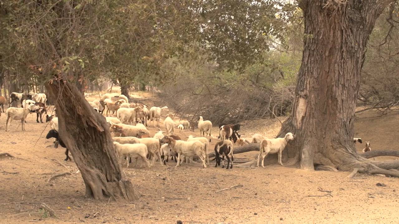 siriema