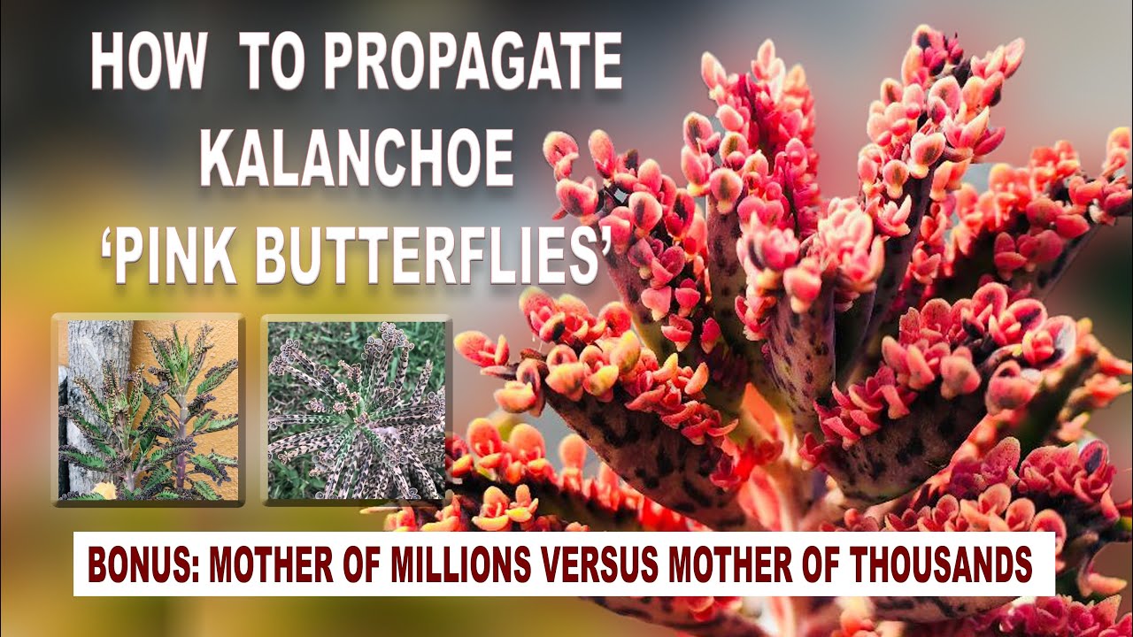 How to Propagate Kalanchoe ’Pink Butterflies’ and ’Mother of Millions vs Mother of Thousands’