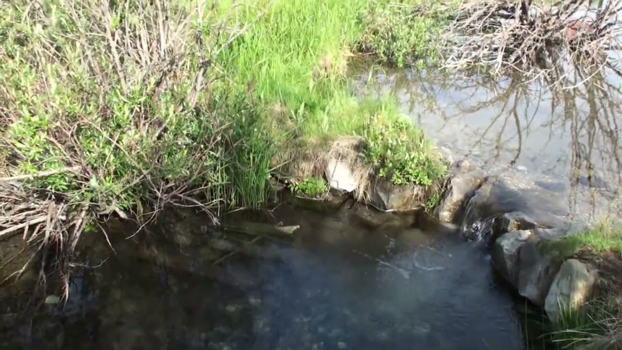 THE MILLENNIUM CREEK NURSERY POND & SPAWNING CHANNEL