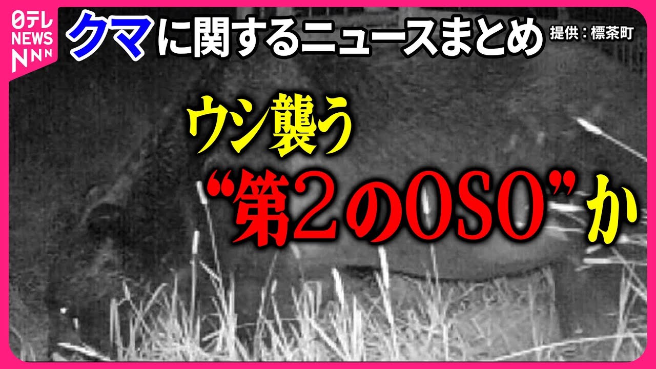 【クマまとめ】クマ被害　専門家「人を繰り返し攻撃」「行動がエスカレート」繁殖期は“危険な季節” / 第2の「OSO」か？子牛4頭死ぬ　クマの足跡が…──ニュースまとめライブ（日テレNEWS LIVE）