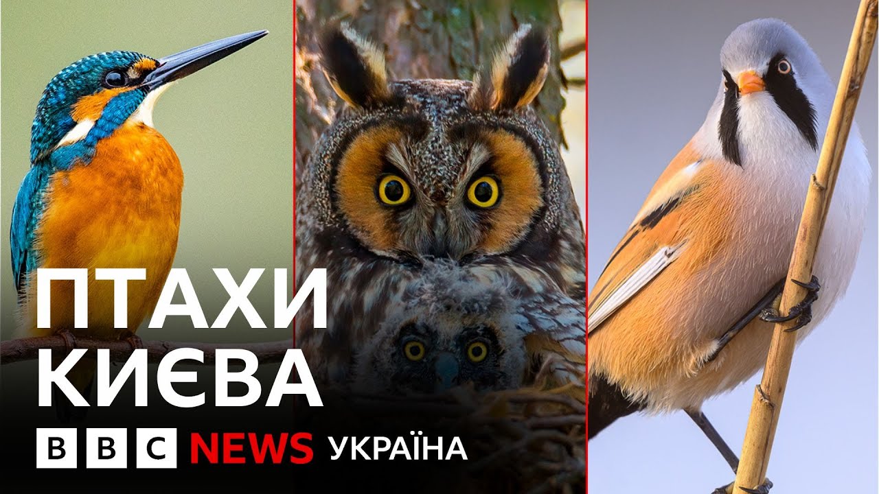 Екзотичні птахи Києва. Бердвочинг у великому місті
