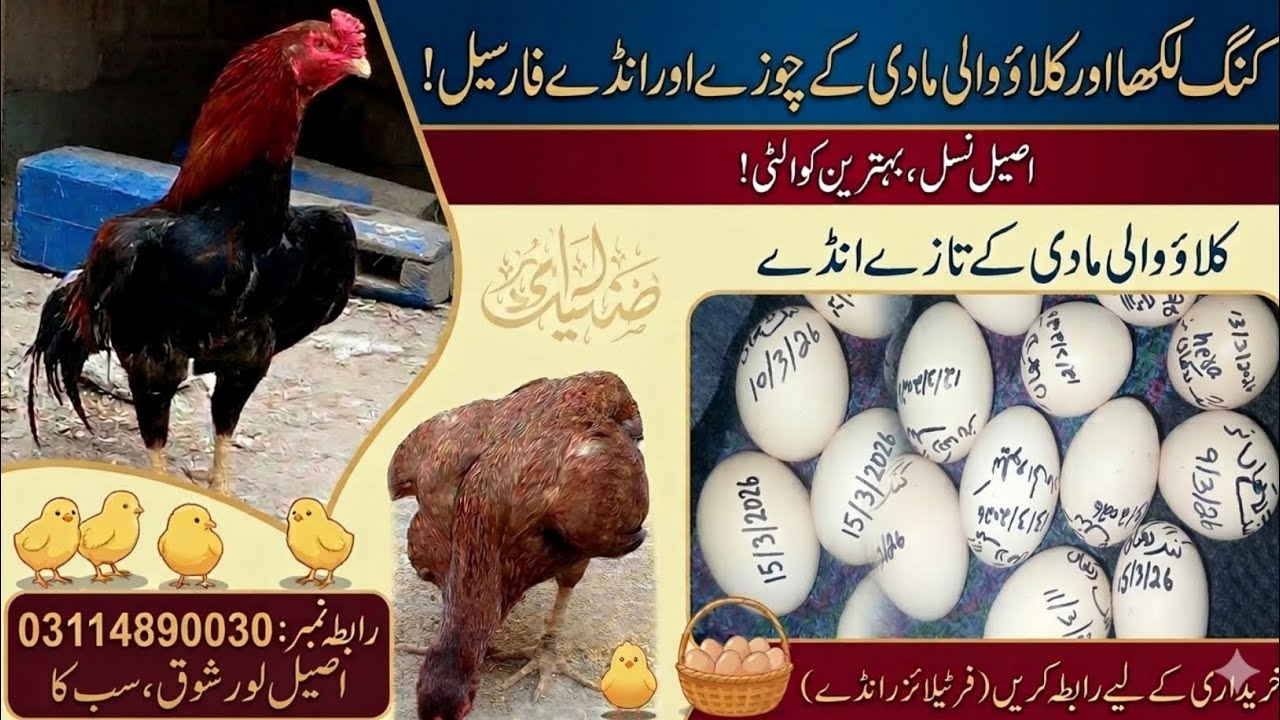 For Sale#Aseel#chozia and#Aseel #eegs For Sale Cargo Available 03114890030 #kinglakha breed