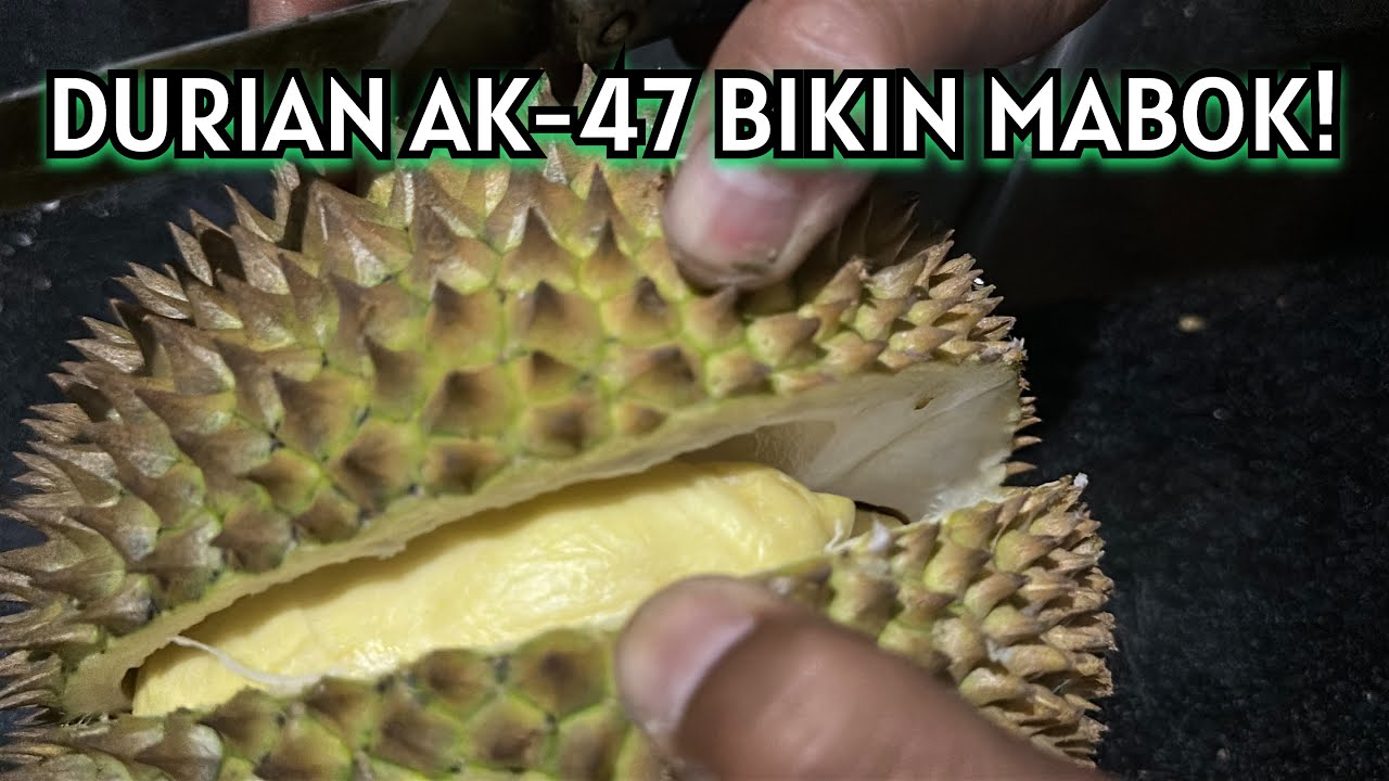 DURIAN AK-47 BIKIN KERINGAT DINGIN