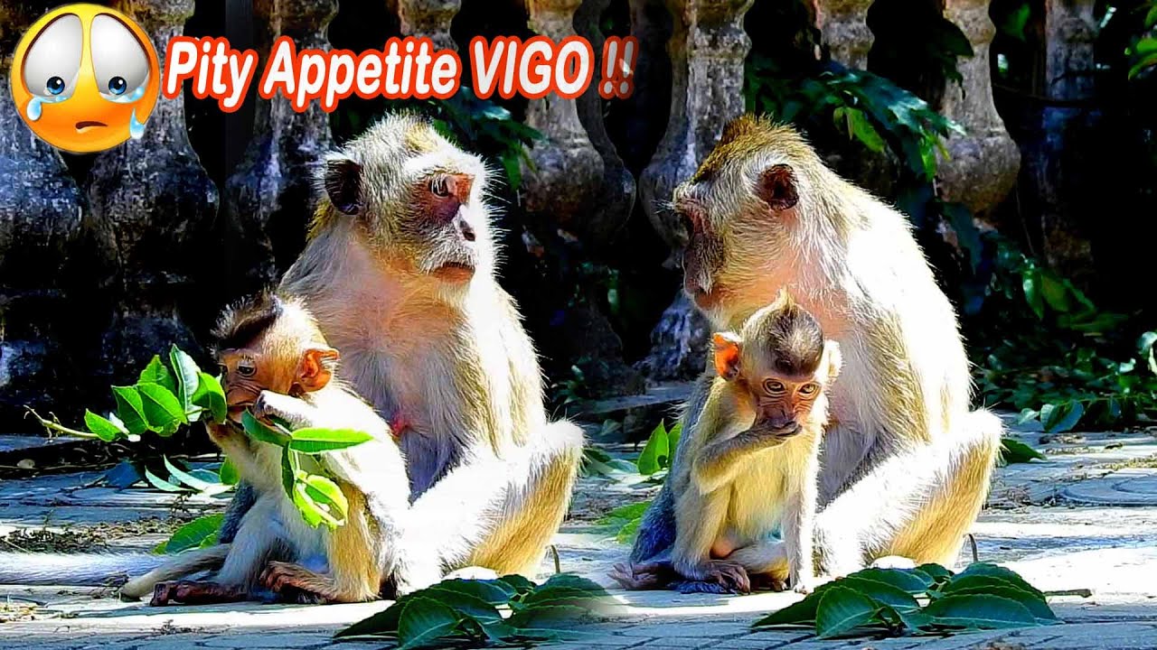 Blind VIGO !!! She Looks Very Hungry After Her Wound Is Better, VIGO Active For Food