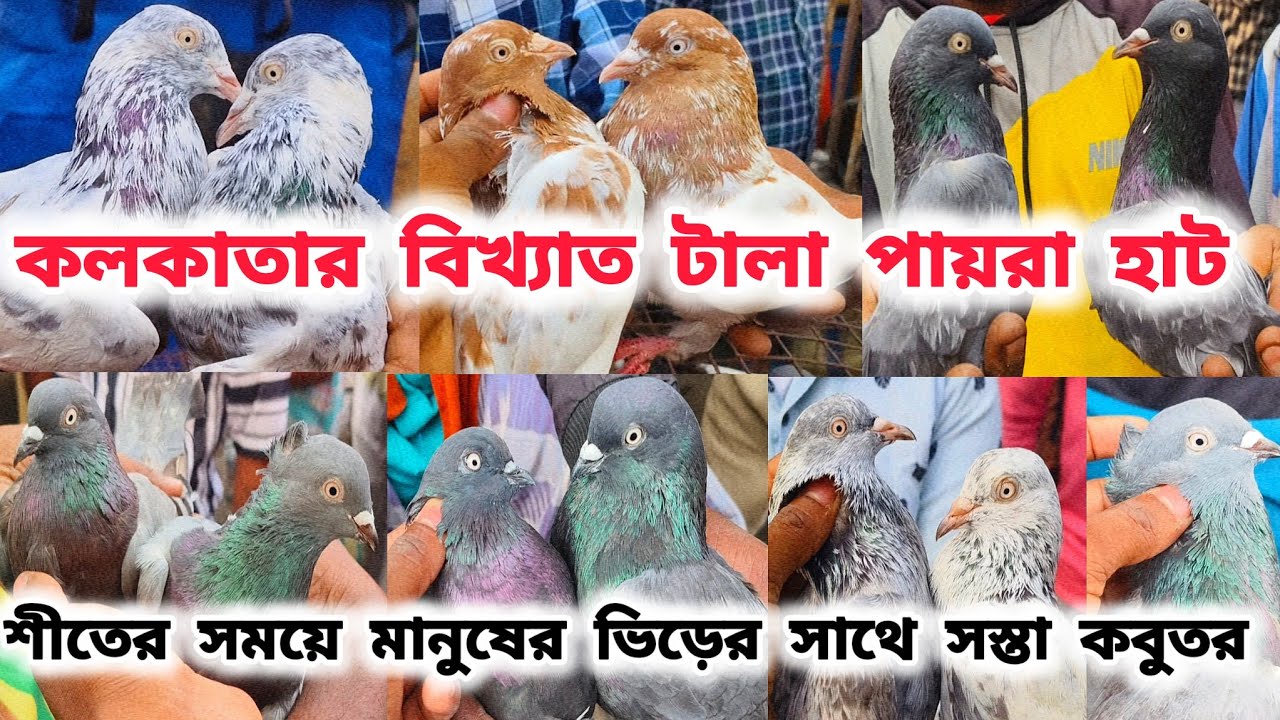 শীতের প্রথম সপ্তাহে জমজমাট টালা কবুতর হাট।TALA KABUTOR HAT।সস্তার পায়রা হাট ।@pigeonsloverrj9600