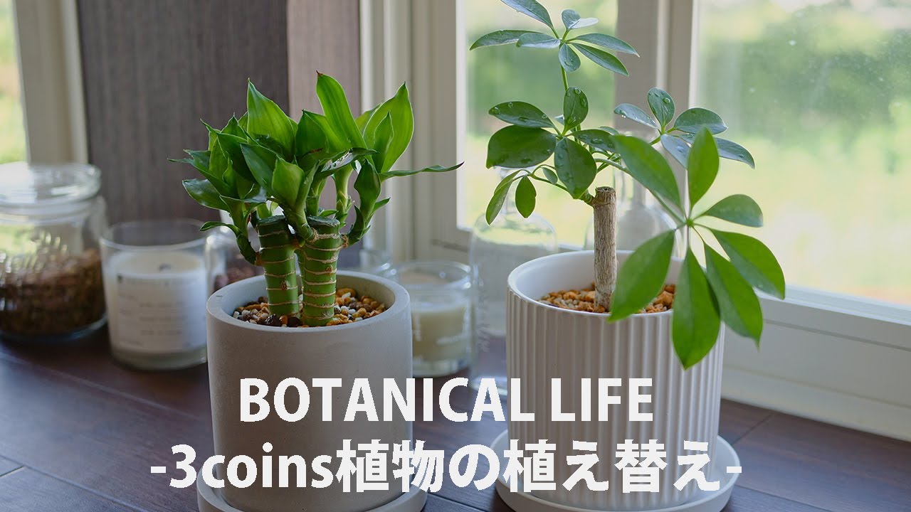 【1DK】3COINSで観葉植物を購入♪購入後に行う植え替えのポイントと方法を紹介　オシャレで安い鉢もありました｜キングバンブー｜カポック｜#観葉植物 #観葉植物のある暮らし