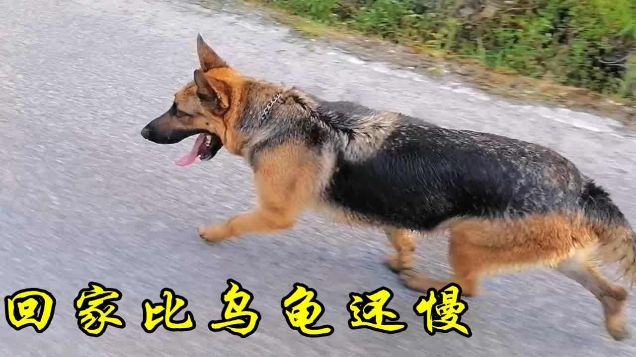 昆明犬外出玩跑得比兔子还快，回家比乌龟还慢，耍起无赖比谁都精