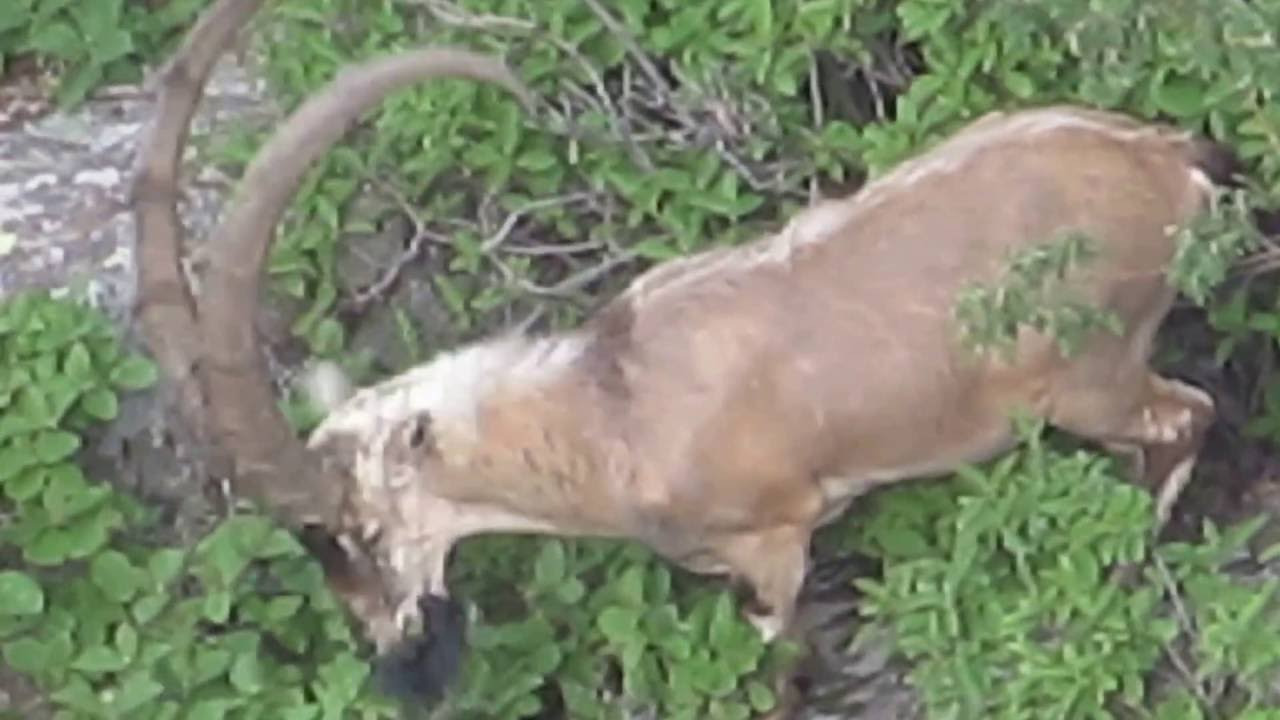 Bezoar Goat (Capra aegagrus)