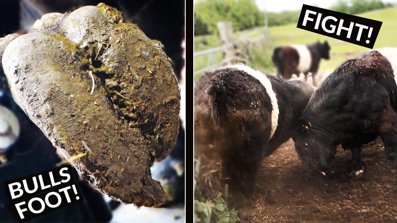 BULL FIGHT .... TRIMMING BULLS FEET & a FIGHT ERUPTS! | The Hoof GP