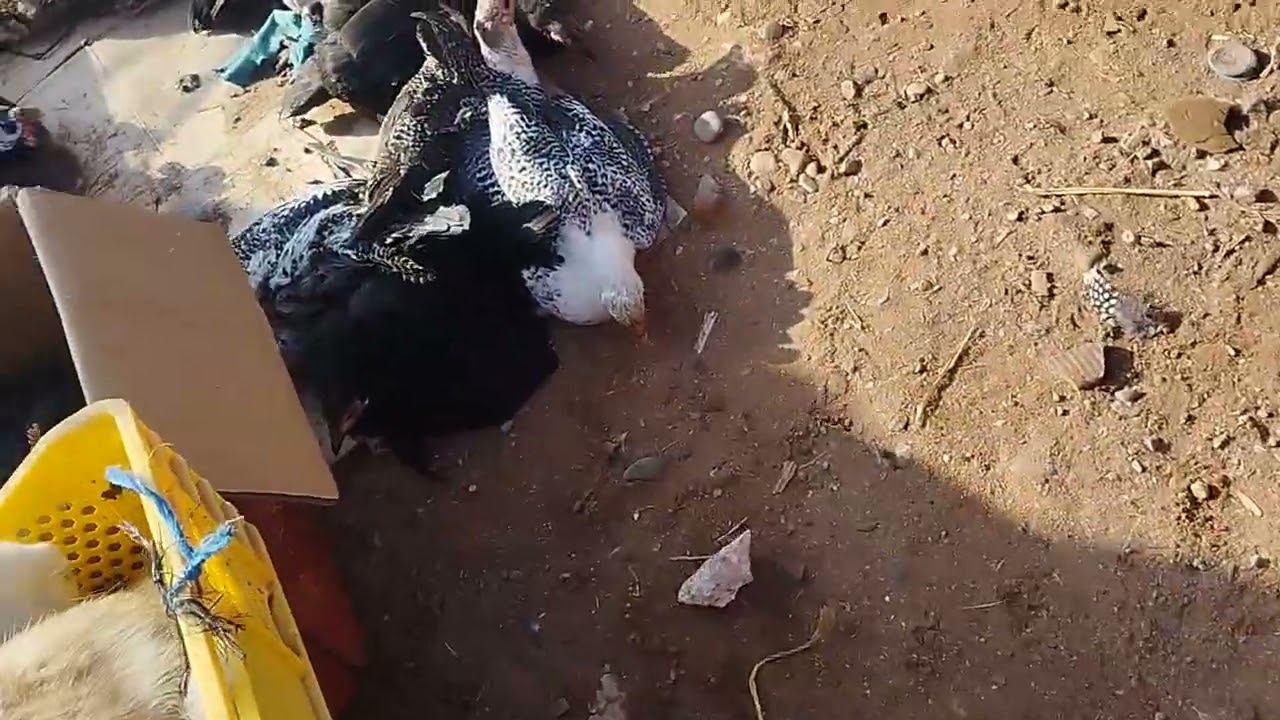 أفضل سوق أسبوعي في بلفاع يوم الأحد  خاص بالتوليع
