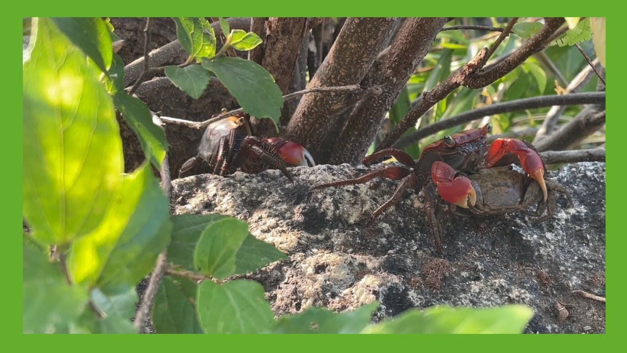 🦀カニ! Crabs! Very Hot Morning   #622
